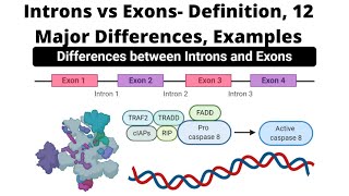 Introns vs Exons Definition 12 Major Differences Examples [upl. by Daht30]