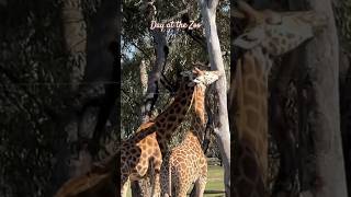 Safari at Werribee Zoo🦓🦍🦒 zoo safari animal australia melbourne werribee wildlife daytrip [upl. by Pals856]