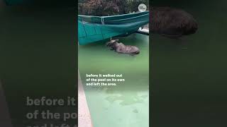 WATCH Police free moose trapped under a pool tarp Shorts [upl. by Lynnell]