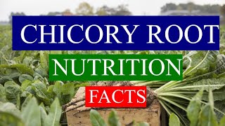 CHICORY ROOT  HEALTH BENEFITS AND NUTRIENTS FACTS [upl. by Anglo145]