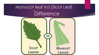 Monocot and Dicot leaf Difference [upl. by Yasnyl]