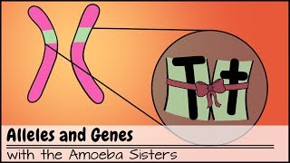 Alleles and Genes [upl. by Sobmalarah]