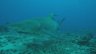 Shark in Wave Bites Swimmer [upl. by Notsreik999]