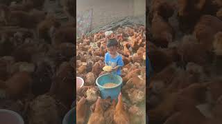 Rural children novice chicken farmers rural freerange chickens freerange chickens 115 [upl. by Saffren]