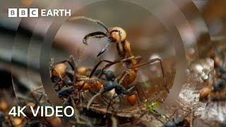 Army Ants Rampage Through The Forest  4K UHD  The Hunt  BBC Earth [upl. by Horace]