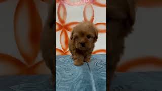 MALTIPOO PUPPY AVAILABLE  MALTIPOO KENNEL miniaturepoodle puppy DELHI BANGALORE HYDERABAD [upl. by Peony]