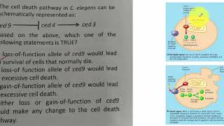 Celegans cell death pathway CSIR NET [upl. by Sulrac340]