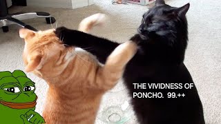 the vividness of poncho [upl. by Marielle]