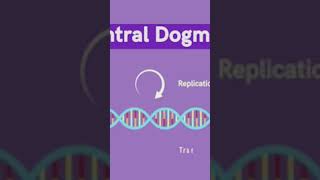 DNA replication 3D animation shortvideo viral DNA all information [upl. by Modla125]