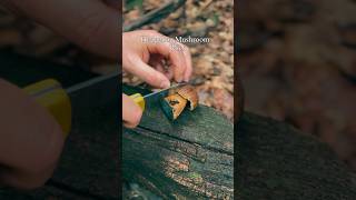 Treasures In The Slovenian Forests mushrooms familyinnature familyfun momlife [upl. by Etem]