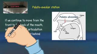 Articulatory Phonetics 3 Place of Articulation [upl. by Maroney]