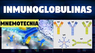 FUNCIÓN DE LOS ANTICUERPOS ESTRUCTURA Y TIPOS  MNEMOTECNIA INMUNOGLOBULINAS [upl. by Aluap]