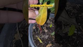 Pholodendron Orange Marmalade Update👏shorts philodendron indoor youtubeshorts idrisi [upl. by Inaffets770]