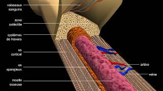 Os structure dun os long et du tissu osseux [upl. by Ruosnam605]