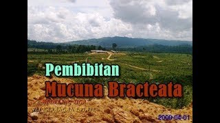 Pembibitan Mucuna Bracteata  Tanaman Kacangan Penutup Tanah  Perkebunan Kelapa Sawit [upl. by Alyce]