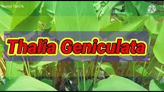 Rahasia cara cepat Menanam Thalia Geniculata tanpa gagal [upl. by Kinney953]