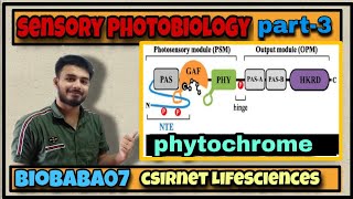 Photobiology part3 Phytochrome csirnet lifesciences gate physiology [upl. by Daggna391]