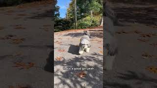 Release The Fall Beast  Day 36 dogshorts puppy cute dogloverschannel pets [upl. by Donnie]