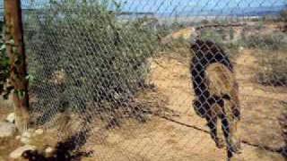 Male Barbary Lion being fed RAWR [upl. by Rebmaed147]