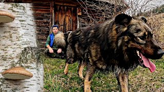 CIUPERCI MEDICINALE URECHE DE MESTEACĂN SEVA DE MESTEACĂN NATURA SĂLBATICĂ DIN APUSENI [upl. by Gizela46]