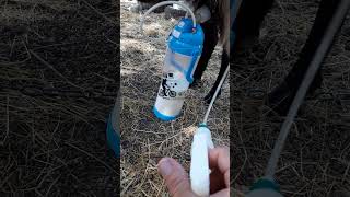 vacuum milking machine for goats  Horses Donkeys amp Katrin Super Life [upl. by Adli789]