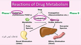 Reactions of Drug Metabolism تفاعلات أيض الدواء [upl. by Rauscher964]