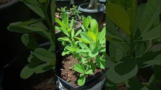 Crotalaria plant  kilukki plantbutterflyplantkilukkichedigardeningnatureshorts [upl. by Appolonia108]