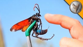 Brave Wilderness  STUNG by a TARANTULA HAWK [upl. by Vasiliki]