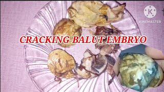 CRACK BALUT🥚🦆EGG EMBRYO EXOTIC FOOD EGGBALUT [upl. by Yllac]