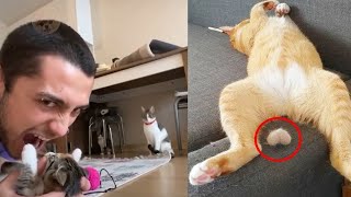 😹 SUSTOS GATOS VS PEPINOS 🐈 animales graciosos gatos chistosos 😂 pais de animales 57 [upl. by Mitchell189]