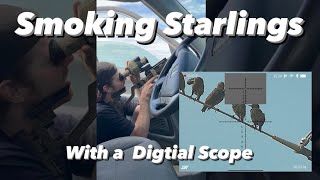 Smoking Starlings w a Digital Scope [upl. by Nawram]