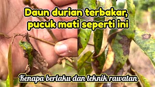 Daun durian jadi hitam pucuk mati daun kuning apakah punca dan rawatan yang berkesan [upl. by Burk]