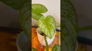 Philodendron Mamei Silver Cloud Unfurled Leaf  New Growth  Tropical Rare Common Indoor Houseplants [upl. by Zeena]