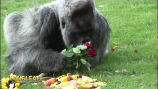 Longleat Gorilla Turns 50 [upl. by Nevar]