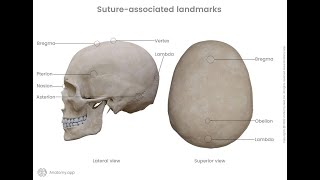 Anatomy of the Lambda  Meeting point of the Sagittal suture and Lambdoid suture [upl. by Kam]