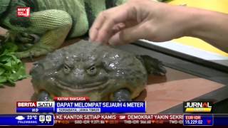 Katak Rp 35 Juta Memikat Perhatian Pengunjung [upl. by Oigres]