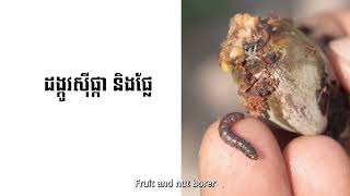 ការគ្រប់គ្រងសមាសភាពចង្រៃ  Pests amp Diseases Management [upl. by Arahsak]