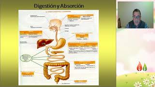 Metabolismo de Glúcidos [upl. by Nellek]