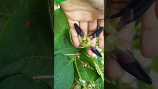 asmr garden greenveggies MasalaKitchenbyPoonam food [upl. by Lacie]