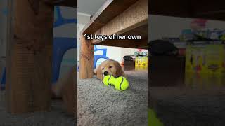 A big week for Mia goldenretriever goldenretrieverpuppy doglife [upl. by Atiruam]