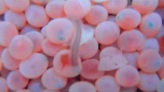 Salmon Eggs Hatching at Seymour Hatchery with intro [upl. by Lytsirk]