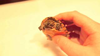 Stripeneck Musk Turtle  Pt 1 [upl. by Yelac592]