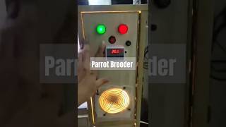 Parrots Brooder shorts brooder [upl. by Alemat934]