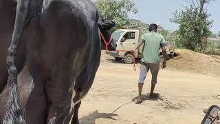 Girlando Cow Sold To Bawa Dairy Farm  Nurpur Punjab Within 1hr of Updating Video on YouTube [upl. by Lindo]