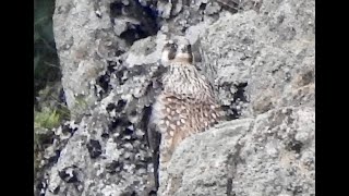 Faucon pÃ¨lerin 95 Peregrine Falcon  Falco peregrinus [upl. by Shaina888]