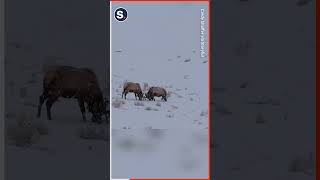 Giant Bull Elk Lock Antlers in Snowy Montana [upl. by Settera]