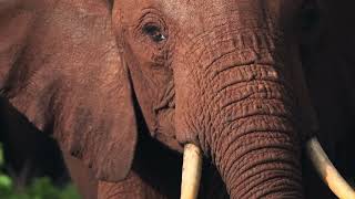 African wildlife elephant [upl. by Given]