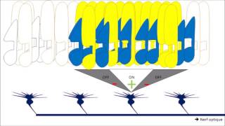 Description de la notion de champs recepteur rétinien [upl. by Asiil]