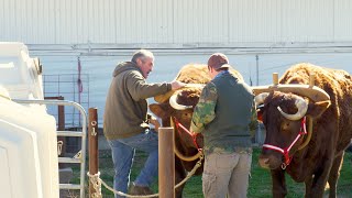 Oxen at Work [upl. by Briano]