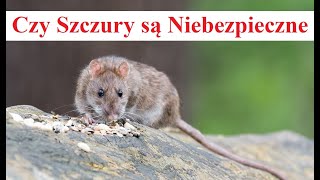 Czy Szczury są Niebezpieczne [upl. by Leugar]